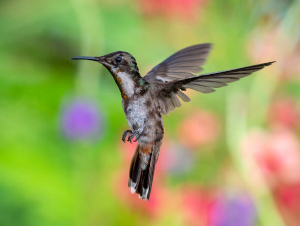 istock A juvenile Ruby Topaz hummingbird hovering in the air in a defensive posture with a colorful blurred background. 1271935067
