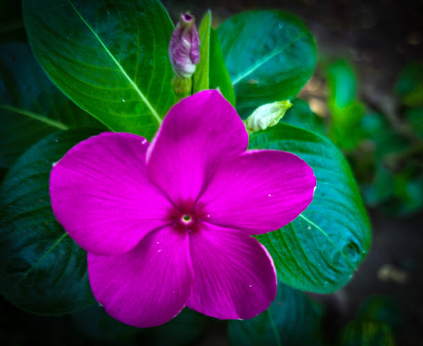 istock Pink flowers and green background 1271935345
