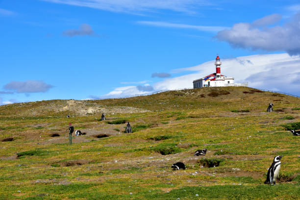 istock Lighthouse and Penguins on Magdalena Island 1271936967