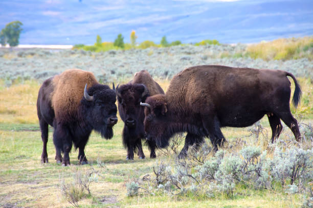 istock Three buffalo in a group at Yellowstone National Park 1271937000