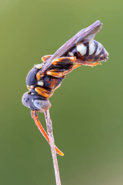 istock extreme close up of a colorful bee 1271937140