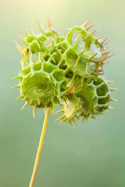 istock close up of a spikey seed pack 1271937183