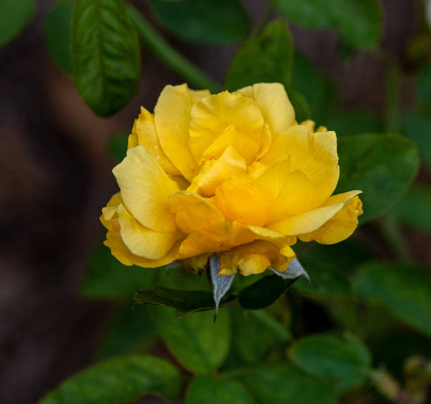 istock Yellow rose of Texas 1271937234