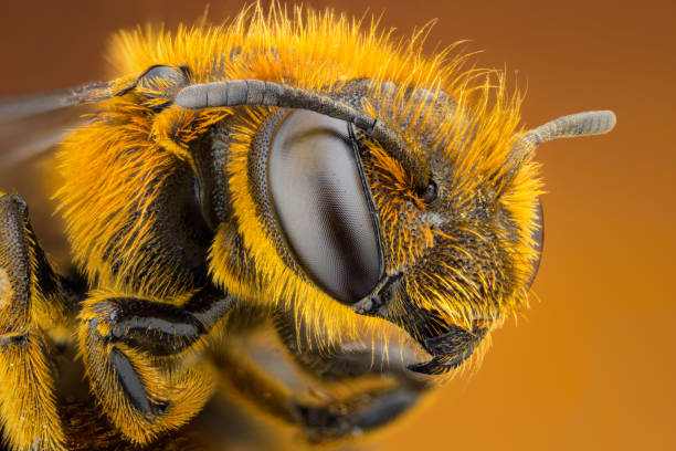 istock extreme close up of a bee 1271937304
