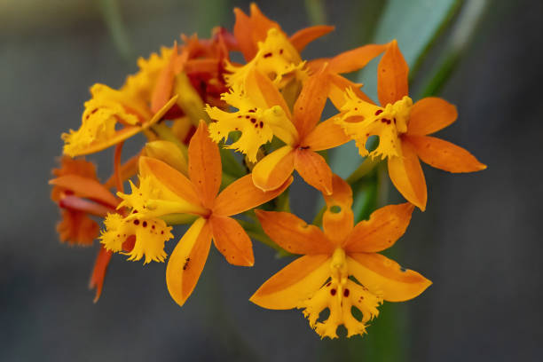 Brazilian orchid