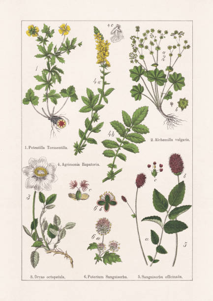 illustrations, cliparts, dessins animés et icônes de rosaceae, chromolithographe, publié en 1895 - alpine flower
