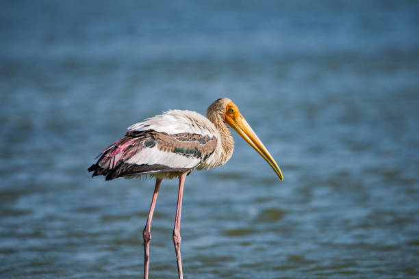 One of the Largest and Beautiful Wetland Birds.