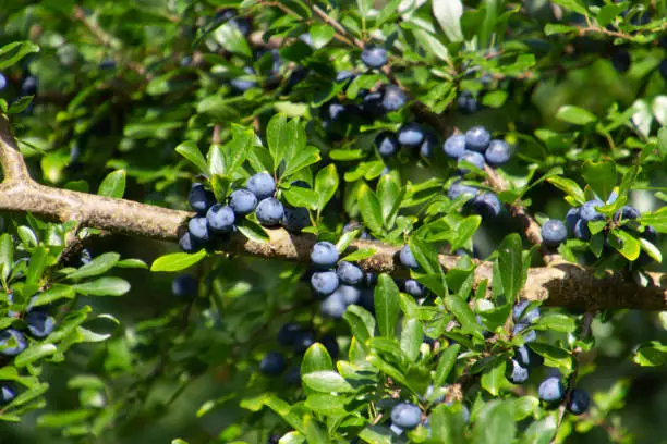 Blue fruits or berries of blackthorn, also called Prunus spinosa or Schlehdorn