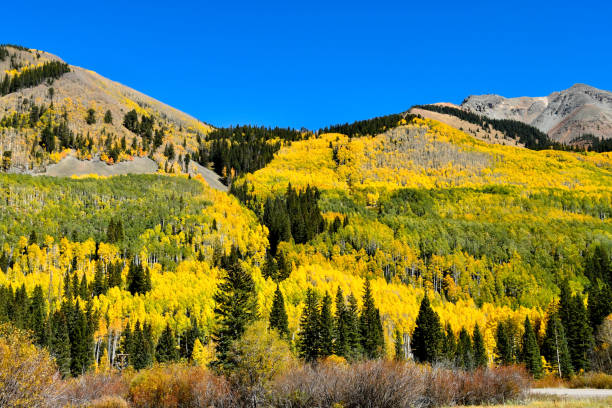 istock Aspens in the fall in Colorado 1271941417