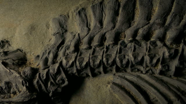 Ancient Fossilized Spine And Ribs Moving Shot
