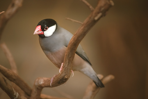 Closeup photo of a Java sparrow (Lonchura oryzivora), also known as Java finch or Java rice bird.