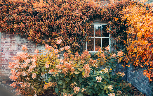 Window on the brick wall with fall color leaves. Traditional English residential house with orange plants around. Toned Autumn seasonal background. Copy space