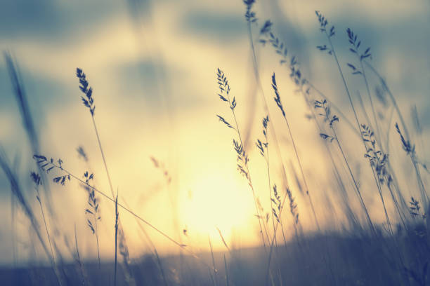 istock Wild grasses in a field at sunset. 1271942623