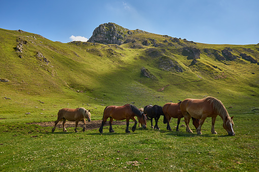 Horses enjoying the green pastures of the mountains of the Babia region. Province of León, Spain.