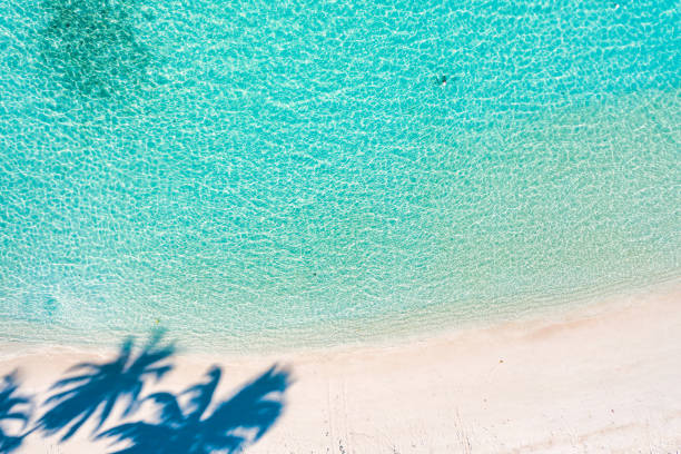 istock Aerial view of beach with palm trees 1271945030