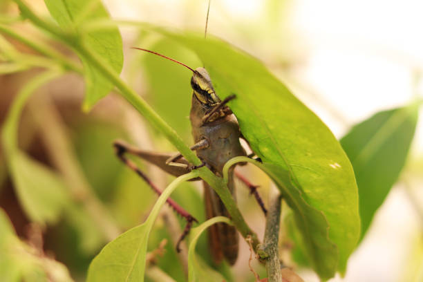 Grasshopper sitting on nature plant.  Grasshoppers are plant-eaters, with a few species at times becoming serious pests of cereals, vegetables and pasture, especially when they swarm in their millions as locusts and destroy crops over wide areas.