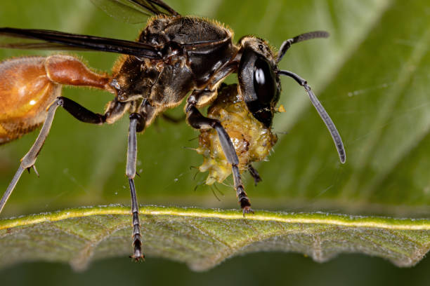 istock Long-waisted Honey Wasp preying on a caterpillar 1271945448