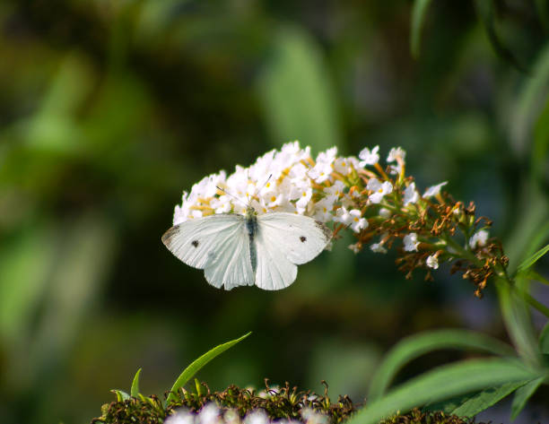 Close up of a small white butterfly (Pieris rapae)