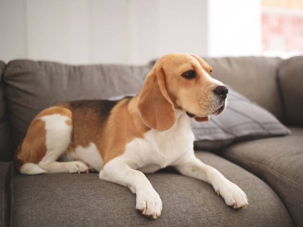 istock Beagle dog lies on a gray sofa 1271946827
