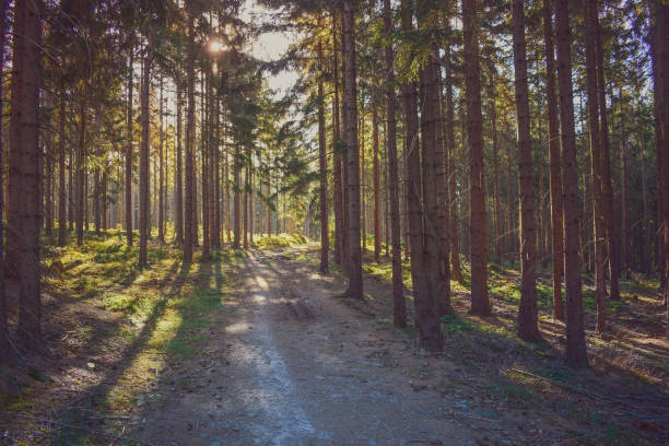 istock Evening forest in warm sunligh 1271948837