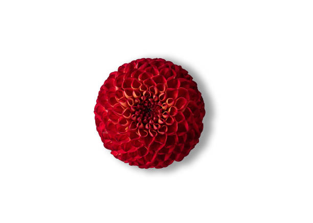 istock Red dahlia isolated on white with shadow 1271950047