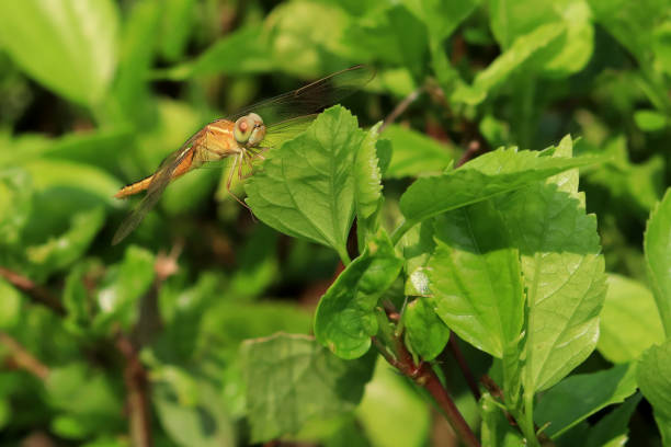 Common darter dragonfly sits on the twig of nature plant branch in nature. A dragonfly is an insect belonging to the order Odonata, infraorder Anisoptera. Adult dragonflies are characterized by large, multifaceted eyes, two pairs of strong, transparent wings, sometimes with colored patches, and an elongated body.