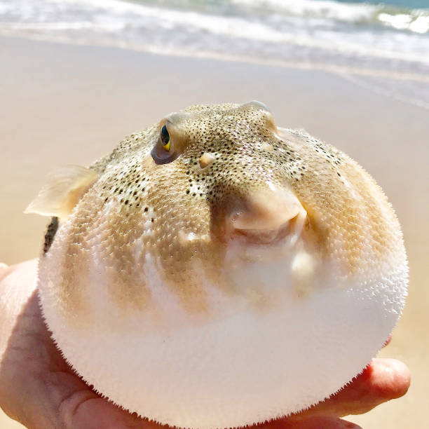 istock Pufferfish Close-up in Hand 1271950218