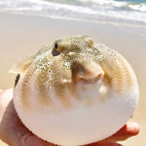 Cute pufferfish seeming to smile while being held