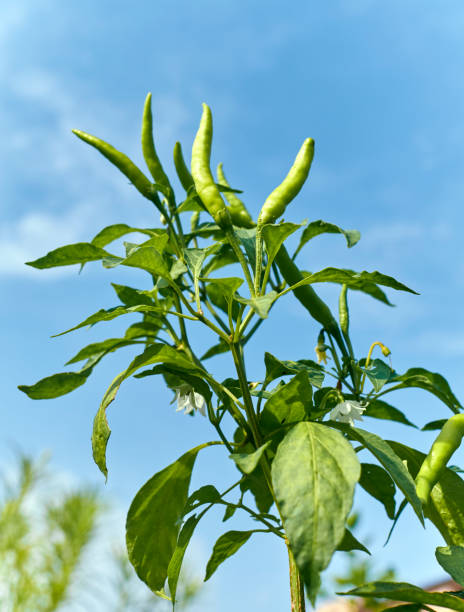 コルカタの屋上庭園にあるグリーンチリ工場 - spice green leaf gourmet ストックフォトと画像