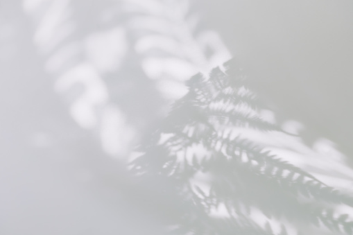 abstract blurred background. beautiful shadows of the leaves of a fern, palm trees. summer concept. flat layout.