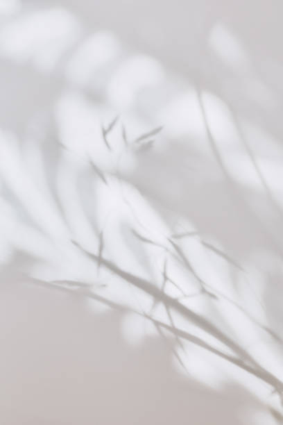 abstract blurred background. beautiful shadows of wild grasses. summer concept. flat layout