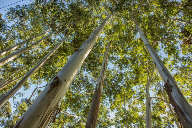 istock jungle canopy of tall eucalyptus trees 1271955946