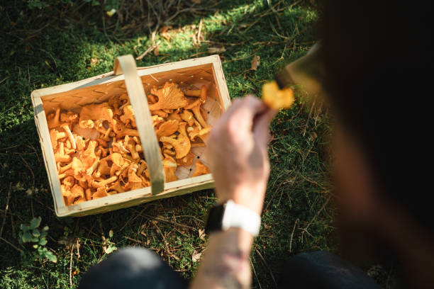 istock Man brushing off some fresh chanterelle mushrooms 1271956900