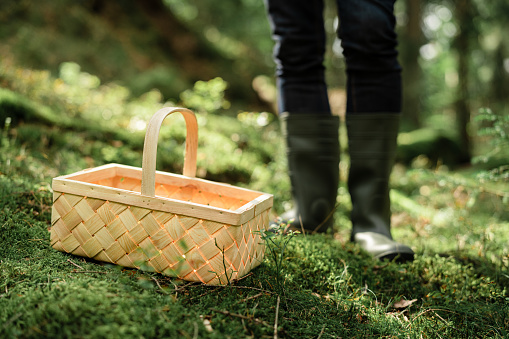 A basket for mushrooms in the moss next to a man standing in the forest.