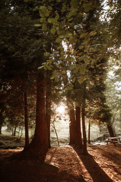 istock Forest area in autumn 1271956934