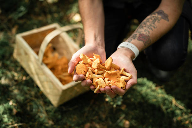 신선한 살테렐 버섯으로 가득찬 손 - chanterelle basket edible mushroom mushroom 뉴스 사진 이미지