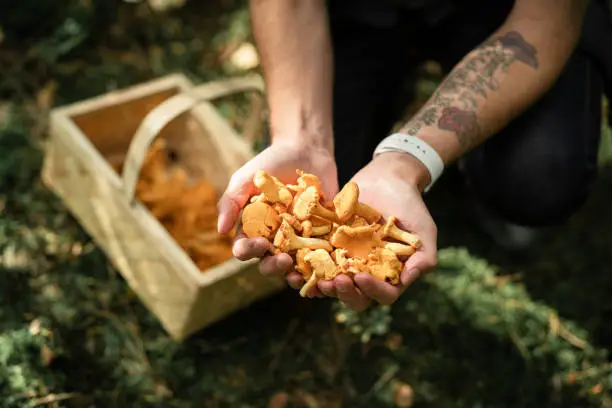 A man with his hands cupped holding a bunch of fresh chanterelle mushrooms.