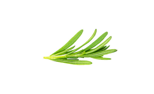 istock A sprig of rosemary on a white background. Flying rosemary 1271957607