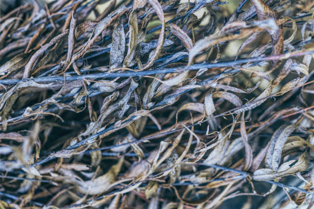 Fallen dry stale leaves. Autumn faded background texture of golden dry autumn leaves in the branches of a willow tree. Autumn background autumn copy space rural scene curing stock pictures, royalty-free photos & images