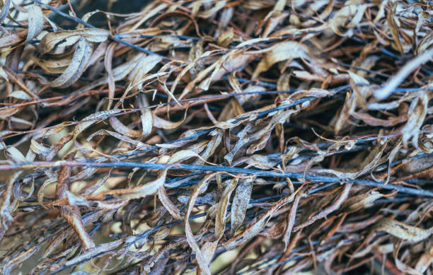 Fallen dry stale leaves. Autumn faded background texture of golden dry autumn leaves in the branches of a willow tree. Autumn background autumn copy space rural scene curing stock pictures, royalty-free photos & images