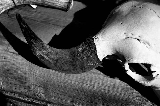 Bull skull bones horns on old wooden crate black sharp