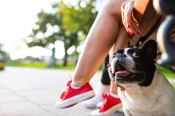 istock A cute Frenchie under a park bench 1271959414