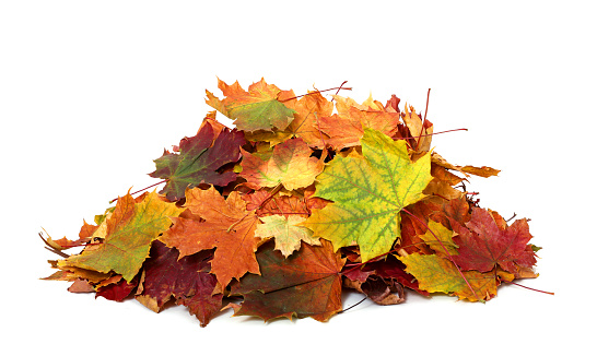Pile of autumn colored leaves isolated on white background.A heap of different maple dry leaf .Red and colorful foliage colors in the fall season