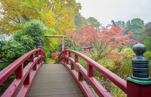 Amazing colorful autumn in japanese garden in Leverkusen. Red bridge  and red and yellow colors of leaves ( japanese maple)
