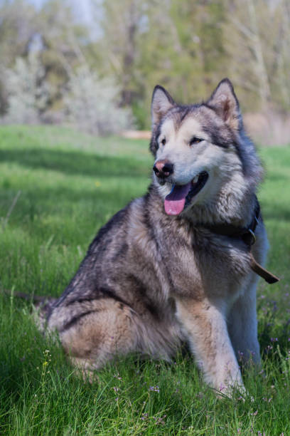 istock Alaskan Malamute walks in nature 1271959797
