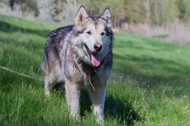 istock Alaskan Malamute walks in nature 1271959798