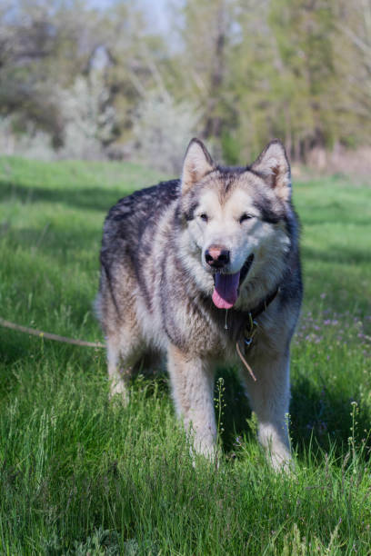 istock Alaskan Malamute walks in nature 1271959819
