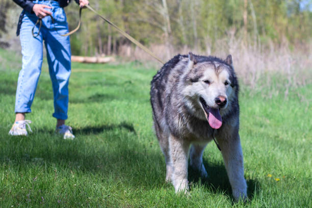 istock Alaskan Malamute walks in nature 1271959822