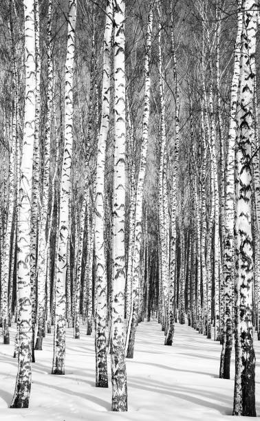 стволы березы в зимнем лесу в солнечную погоду черно-белые - берёзовая роща фотографии стоковые фото и изображения