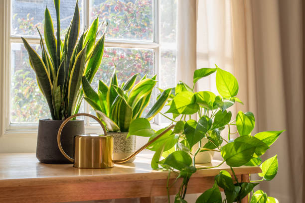 Indoor houseplants by the window inside a beautiful new house or flat A sansevieria trifasciata snake plant in the window of a modern home or apartment interior. sanseveria trifasciata photos stock pictures, royalty-free photos & images